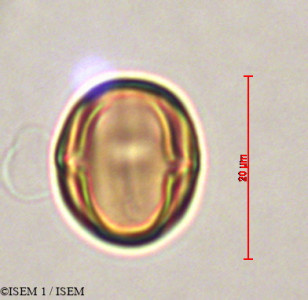 Miconia hymenanthera - lame n° 29345